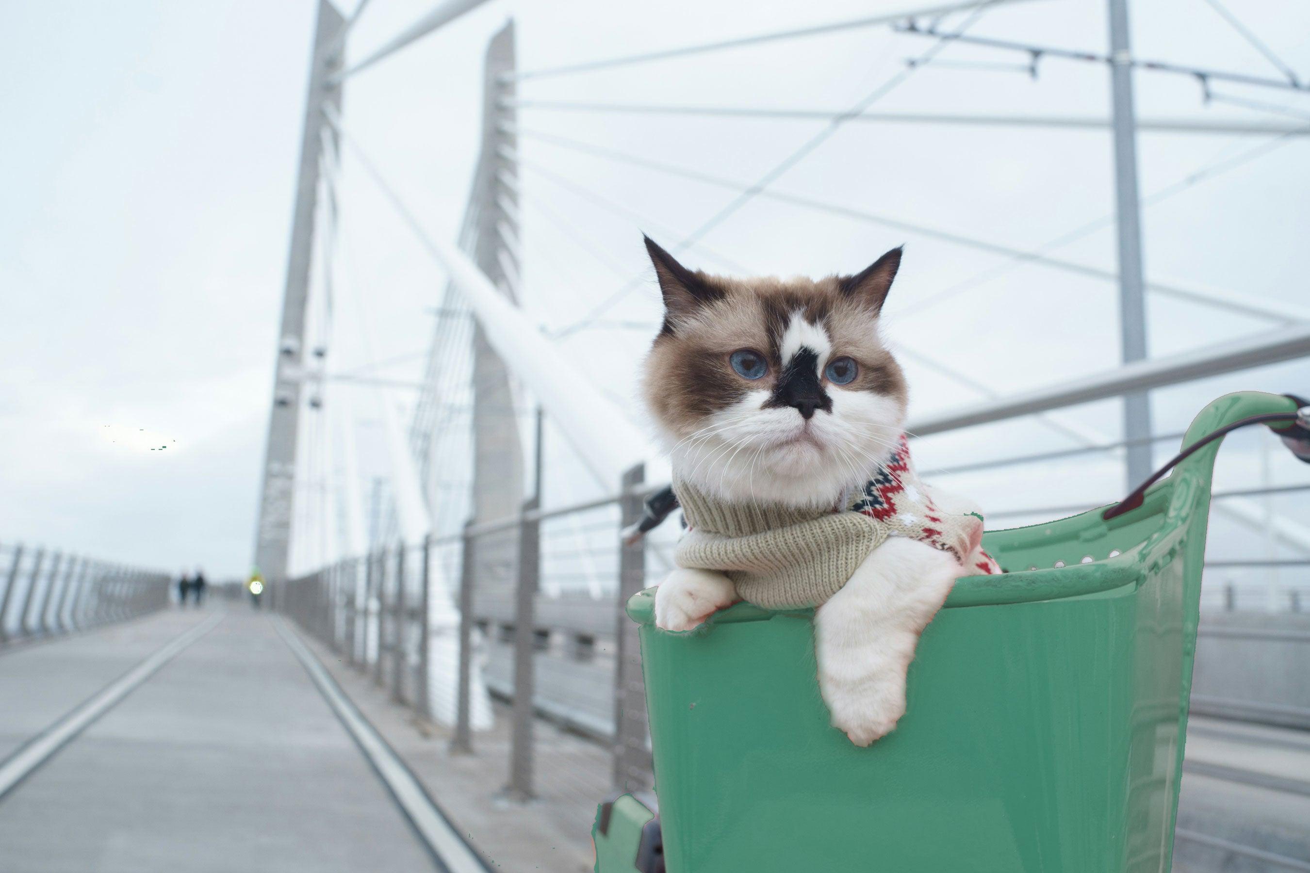 Riding an E-Bike with Your Cat: A Purr-fect Adventure